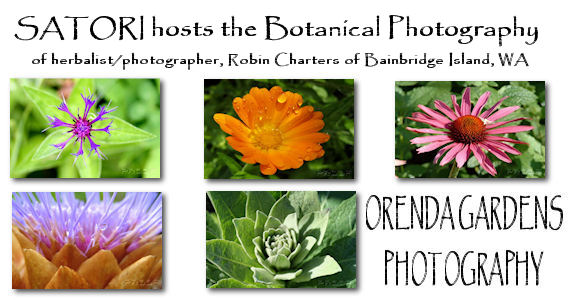 Orenda Gardens Botanical Phtography by Robin Charters Bainbridge Island, WA USA 98370
